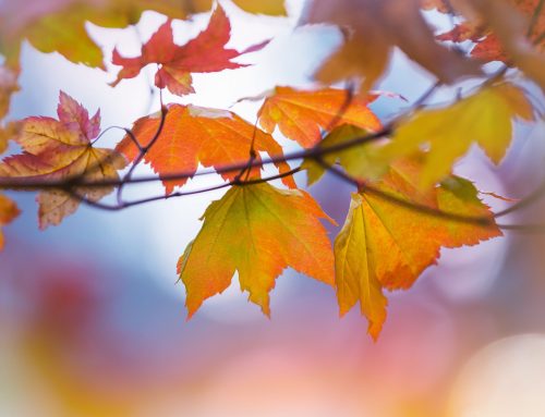 Leaves of Autumn